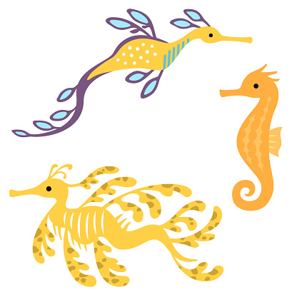 Illustration set of seahorse and sea dragons (Seahorse, Leafy Sea Dragon, Weedy Sea Dragon)