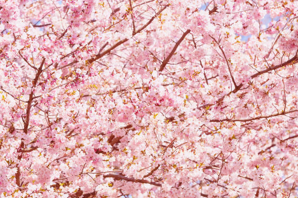 istock Blooming sakura flowers, cherry blossom. Spring background 1225518135