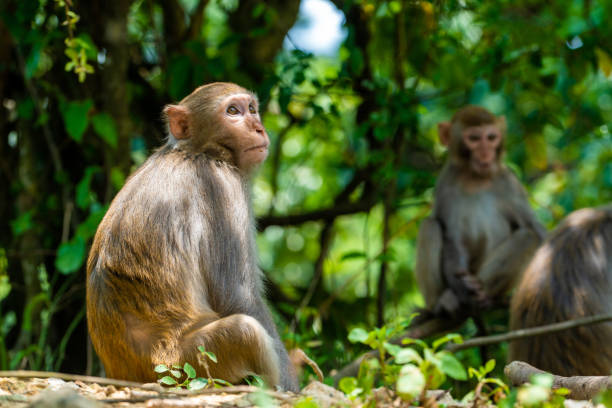 wilde makaken des alltags-affen sitzen dort - makake stock-fotos und bilder