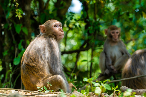 Macacos salvajes de la vida cotidiana-Mono sentado allí photo