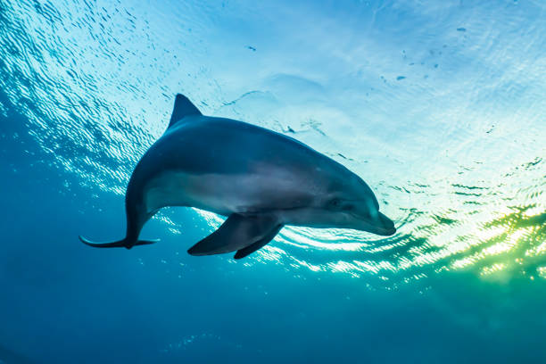 istock Dolphin swimming in the Red Sea 1225519722