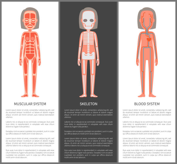 Skinless Skeleton 450+ Skinless Stock Illustrations, Royalty-Free Vector Graphics & Clip ...
