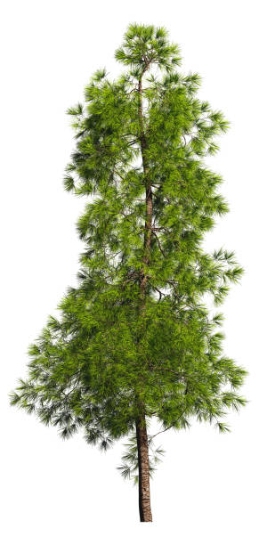 istock Two evergreen tall coniferous pine trees on a white isolated background on a high resolution. 3D stock illustration. 1225520461