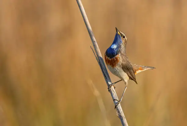 Proud male bluethroat perching on reed.