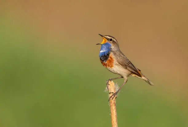 Singing male bluethroat (Luscinia svecica) perching on reed.