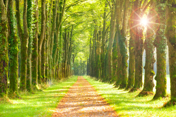 tree-lined avenue with small road in park