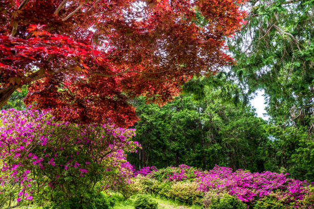 istock Beautiful forest in spring harmonized with the deep red of Japanese maple and pink azaleas. 1225522479