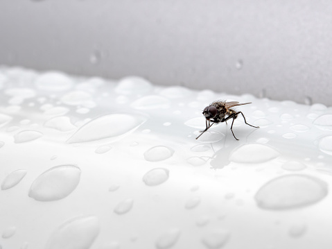 The insect ordinary fly sits on a white glossy surface among transparent drops of water. Abstract background with shallow depth of field. Macro.