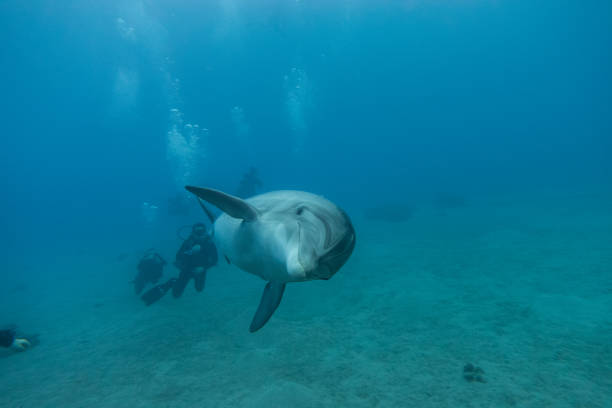 istock Dolphin swimming in the Red Sea 1225522809