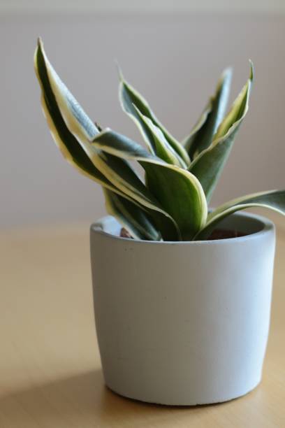 istock Green and yellow Houseplant in pot 1225522832