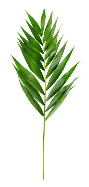 istock Palm leaves on white isolated background. 1225524138