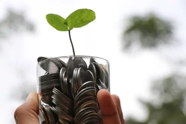 Money growing concept using plant and coins