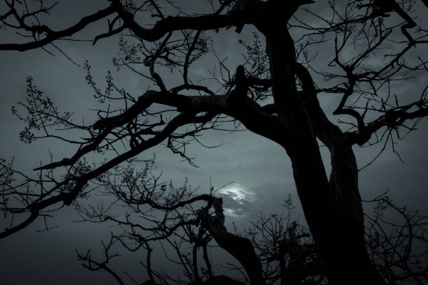istock Silhouette dead tree on dark dramatic sky and white clouds background for peaceful death. Despair and hopeless concept. Sad of nature. Death and sad emotion background. Dead branches unique pattern. 1225525184