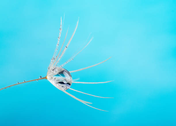 istock Dandelion flower seed with dew drops close up. 1225525349