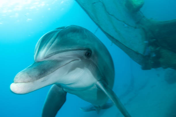 istock Dolphin swimming in the Red Sea 1225525384