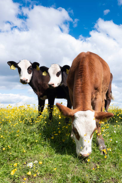 istock three calves stand in grassy meadow with yellow flowers under blue sky 1225525517