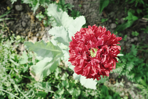Poppy flower close-up. One big red flower.