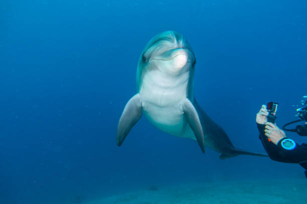 istock Dolphin swimming in the Red Sea 1225526593