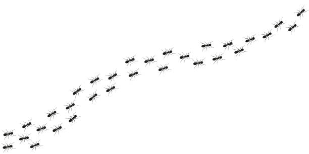 ilustrações de stock, clip art, desenhos animados e ícones de ant trail background. walking or marching ants. vector illustration. - footpath small green white