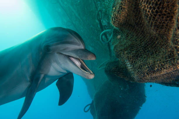 istock Dolphin swimming in the Red Sea 1225527856