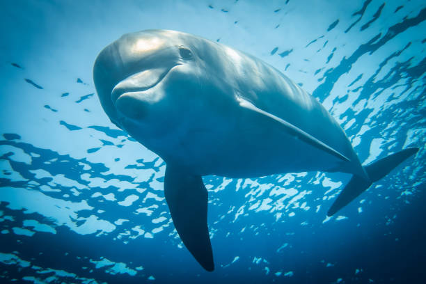 istock Dolphin swimming in the Red Sea 1225529832
