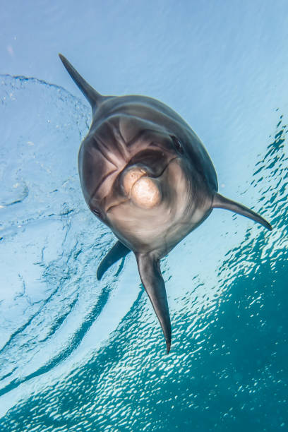 istock Dolphin swimming in the Red Sea 1225529917