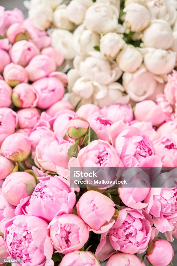 Floral Carpet Or Wallpaper Background Of Pink And White Peonies Morning  Light In The Room Beautiful Peony Flower For Catalog Or Online Store Floral  Shop And Delivery Concept Stock Photo - Download