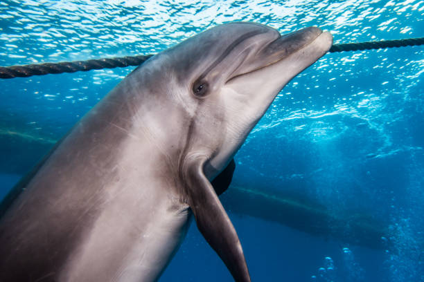 istock Dolphin swimming in the Red Sea 1225530904