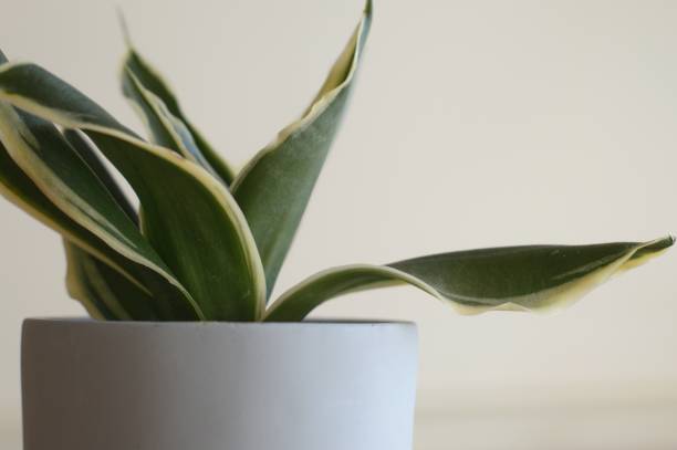 istock Green and yellow house plant in pot 1225531721