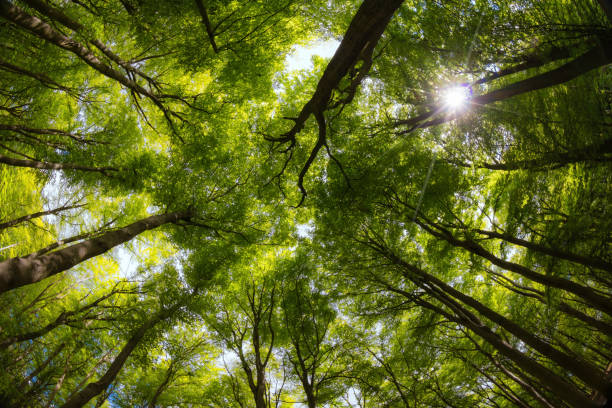 istock Dreamy view into the treetops. Forest with deciduous trees in spring. 1225532319