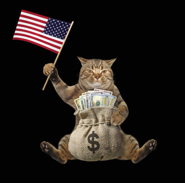 istock Cat with money and us flag 2 1225533577