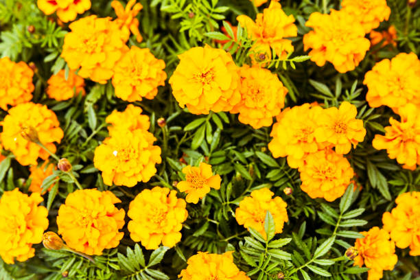 istock Tagetes floral background 1225534195