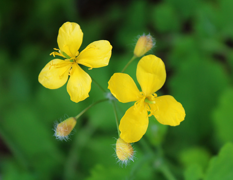 Yellow celandine flowers as a background image of a Medicinal plant.