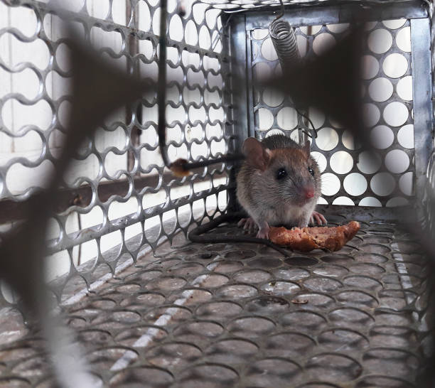istock Rat in cage mousetrap on white background 1225534990