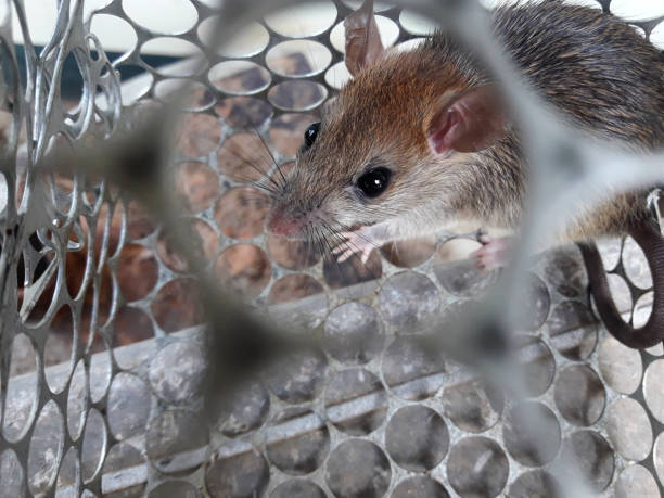 istock Rat in cage mousetrap on white background 1225534993