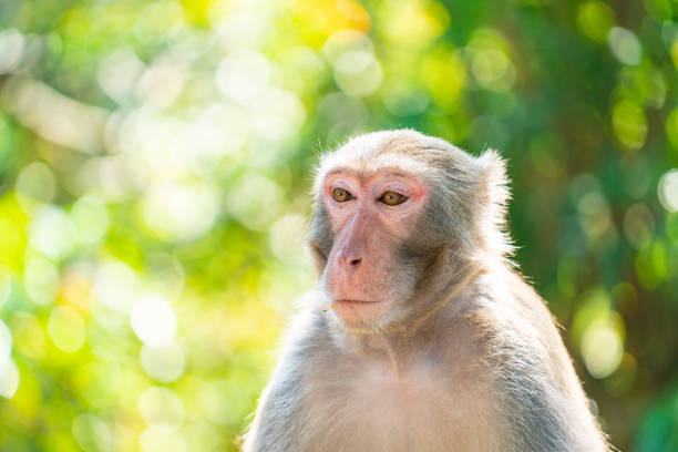 Golden-bellied mangabey (Cercocebus chrysogaster) close up portrait. These magabey monkeys live in the Congo, but little is known about there behaviour in the wild.