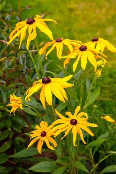istock Rudbeckia flowers 1225535999