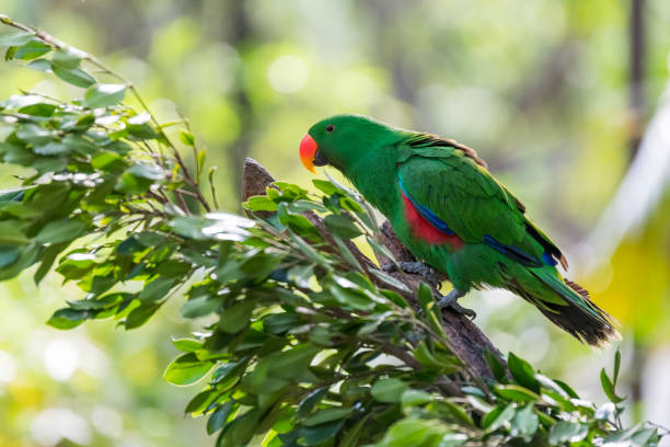 istock Beautiful parrot on the branch 1225536865
