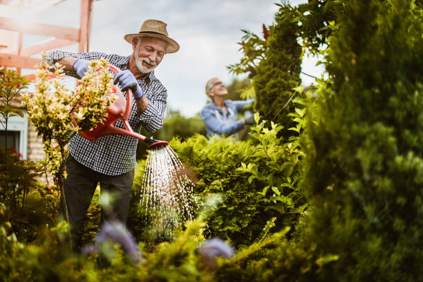 istock Smiling senior man gardening in the backyard. 1225536880
