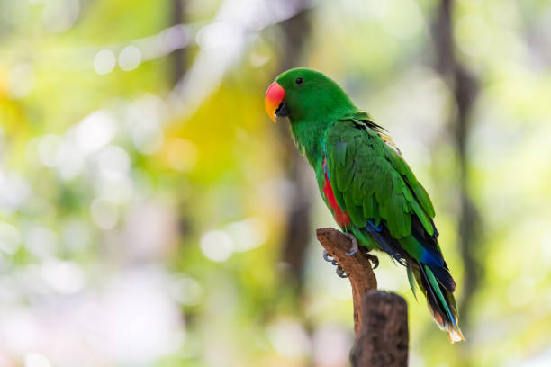 istock Beautiful parrot on the branch 1225536881