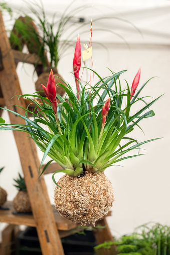 Kokedama balls with a tillandsia plants on a white background