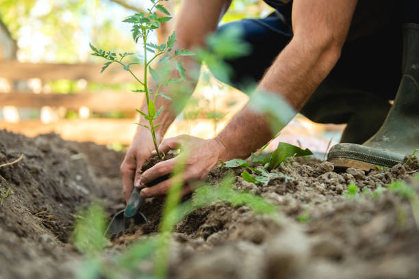 istock Farmer planting tomatoes seedling in organic garden 1225537019