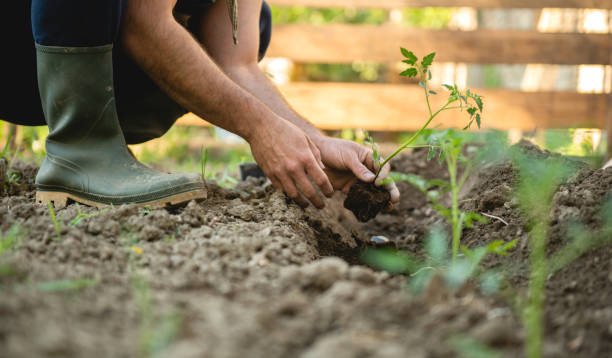 istock Farmer planting tomatoes seedling in organic garden 1225537036