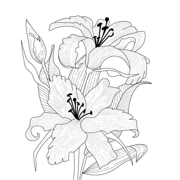 istock Flowers graphic. Two blooming lilies with a bud and leaves. Vector coloring book pages. Hand drawn illustration. Monochrome floral background wallpaper. Floral ornament is good for web, print and stencil 1225537387