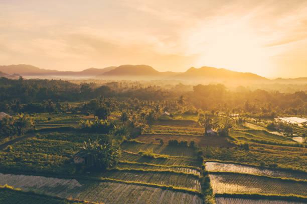 Sunrise over Rice Terraces, Bali Sunrise scene - early morning on Rice Terraces. Rice fields in a morning sun light. Mountains on the background. jatiluwih rice terraces stock pictures, royalty-free photos & images