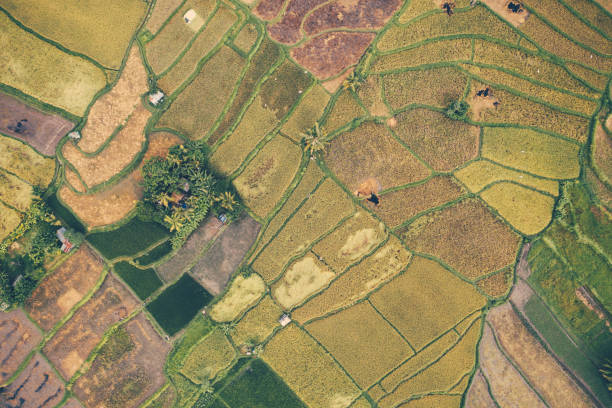 istock Rice fields on Bali near Ubud, view from above. 1225537602