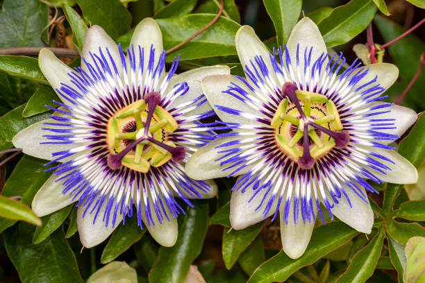 istock Passoflores, Passiflora caerulea, and gros plan 1225538548