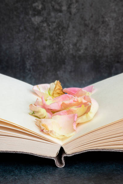 istock Romantic old retro vintage open book with blank pages with copy space 1225538686