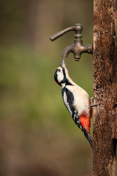 Image of Leser Spotted Woodepecker Dendrocopos Minor on side of wooden post in Spring sunshine feeding from a tap Beautiful image of Leser Spotted Woodepecker Dendrocopos Minor on side of wooden post in Spring sunshine feeding from tap lesser spotted woodpecker stock pictures, royalty-free photos & images