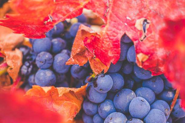 uve e foglie colorate su una vite in autunno - red grape grape fruit sweet food foto e immagini stock